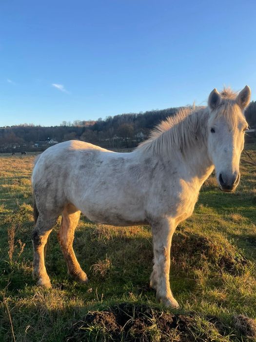 Продам в хороші руки