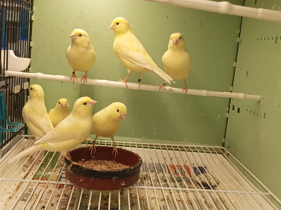 Canários Amarelo Marfim