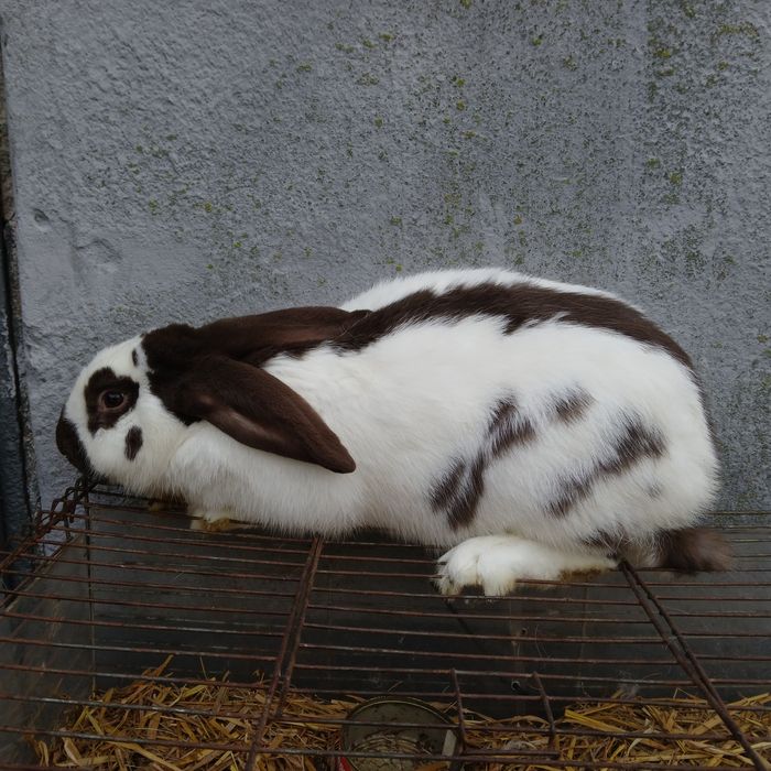 Sprzedam samca srokacz niemiecki hawana i srokacz czarny