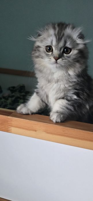 Gata Scottish Fold