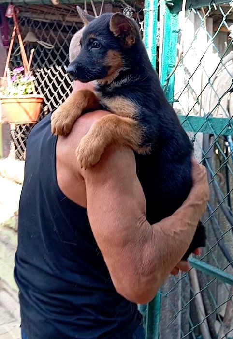 Щенки нем овчарки с родословной.