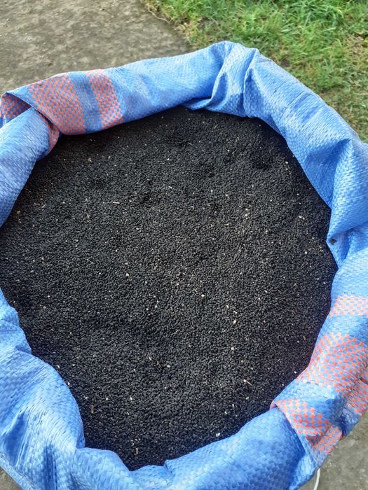 Sprzedam nasiona czarnuszki