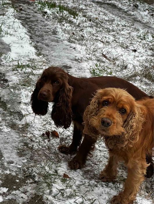 Англійський кокер спаніель
