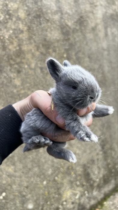Coelhos para criacao ou consumo