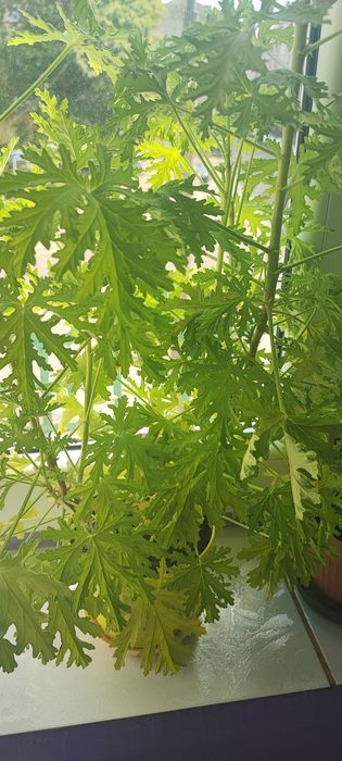 Anginka kwiat na wszystko