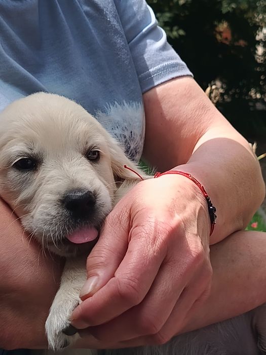 Golden Retriever suczka ZKwP/FCI już gotowy do odbioru