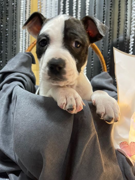 Американський стаффордширський терєр (амстафф)