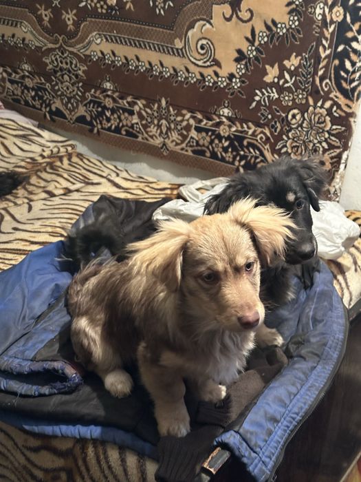 Віддамо цуценя-дівчинку в добрі руки безкоштовно