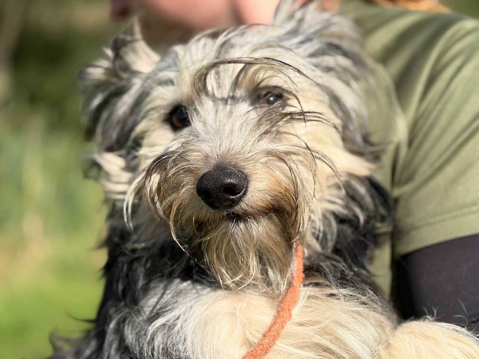 Pilne!!Zyzio ok roczny, waga 6 kg,czeka na adopcję Bełchatów