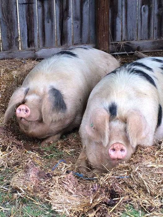 ПРОДАМ свиноматку