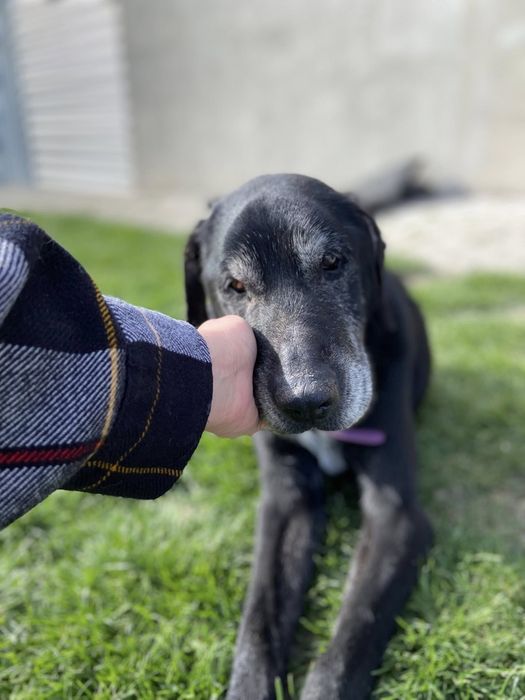 Czarny biedny i pokrzywdzony piesek do adopcji