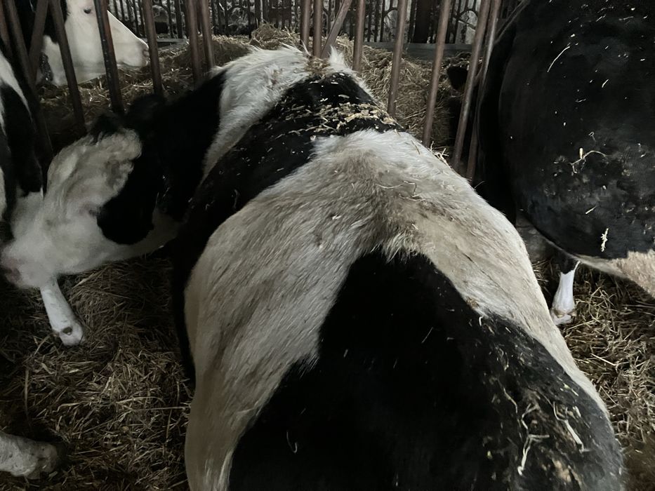 Jałówki cielne  mleczne HO x Montbeliarde