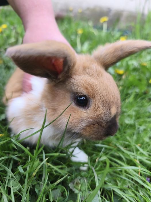 Mini lop gotowe do odbioru