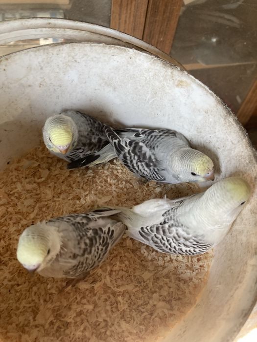 Papugi faliste młode