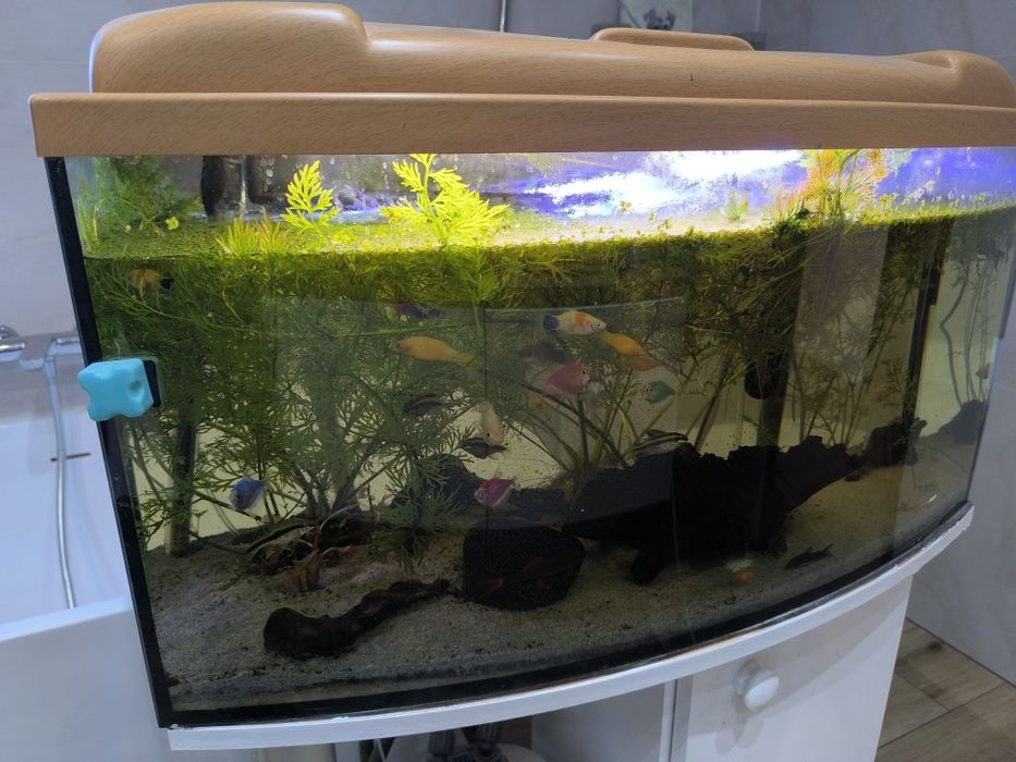 Sprzedam akwarium 80x30x35
