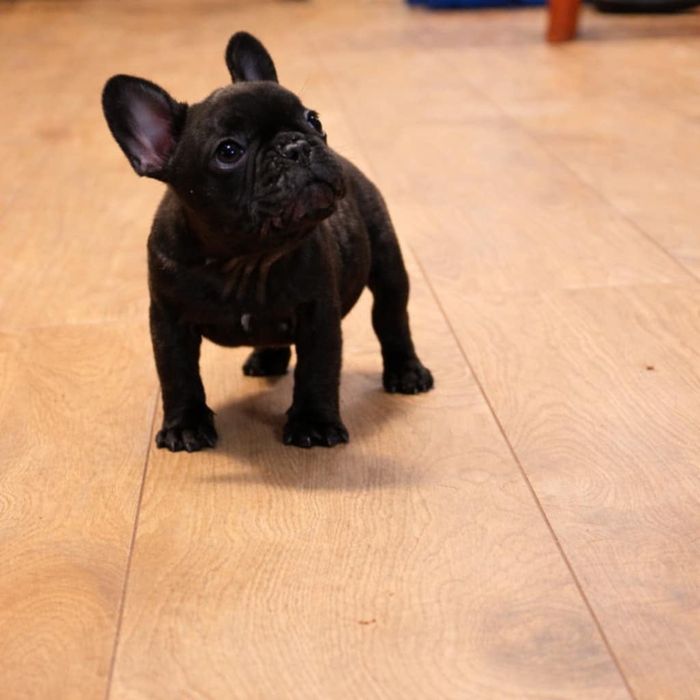 Buldog francuski chłopiec Dyzio pręgowany czarny