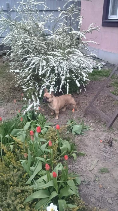 Кабель французького бульдога шукає самку для злучки