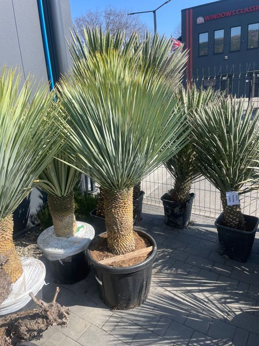 Juka Rostrata 150cm – Topowy Trend Ogrodowy! Mrozoodporna -20