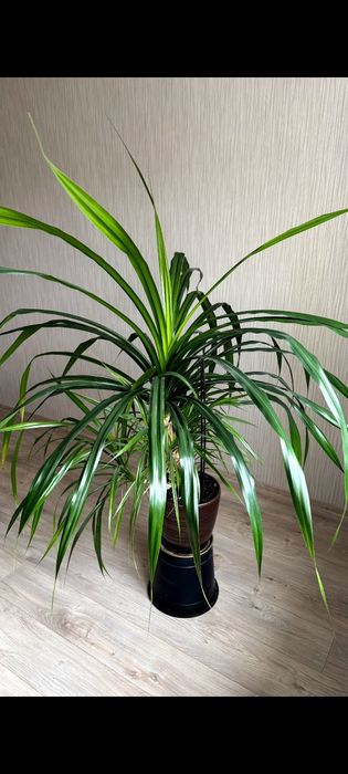 Кімнатна рослина Панданус. 1000 грн. Київ. Самовивіз.