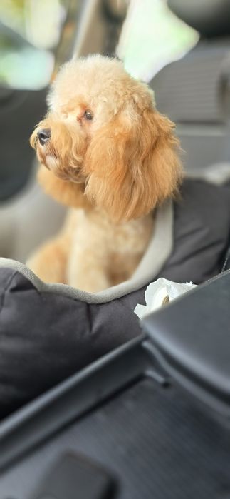 Cavapoo/ piękna dziewczynka