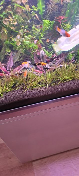 Witam sprzedam mieczyki koi