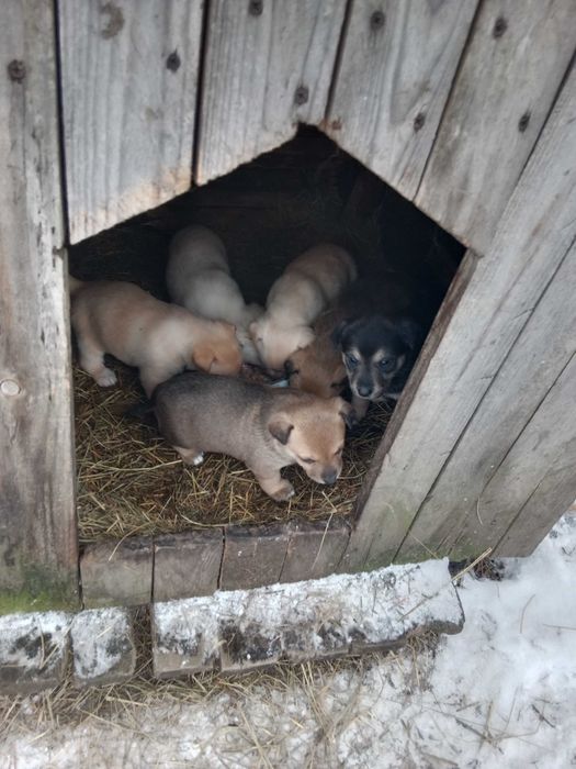 Oddam za darmo pieski