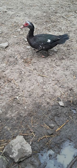 Sprzedam kaczora oraz króle