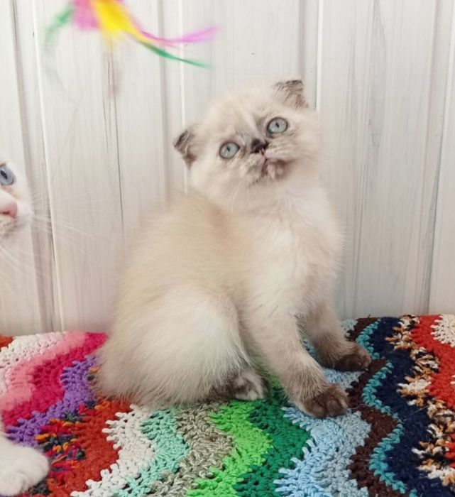 Шотландська дівчинка.  Висловушка . Котёнок. Кошенята
