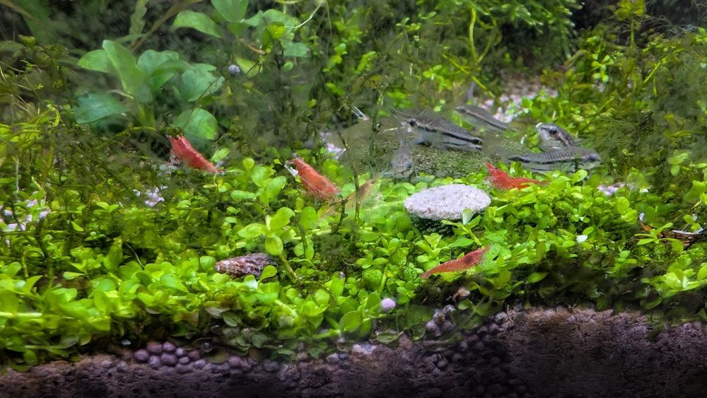 Camarões neocaridina red cherry