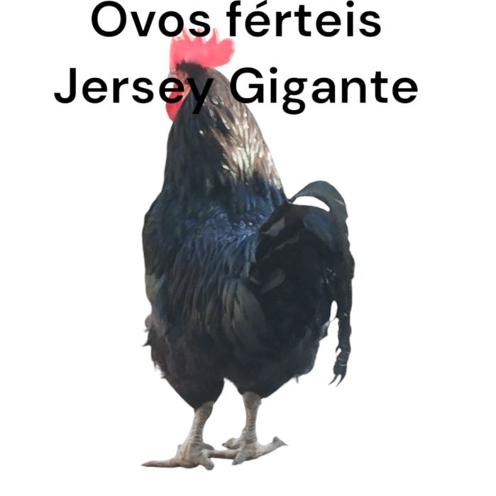 Jersey Gigante Negro Ovos Férteis