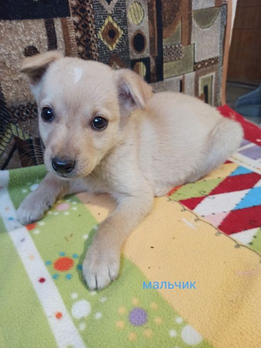 Отдам щенка в хорошие руки