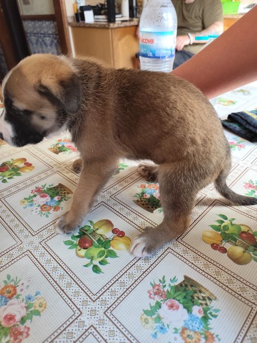 Cachorras para adoção responsável