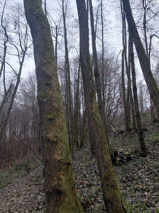 drewno opałowe olsza