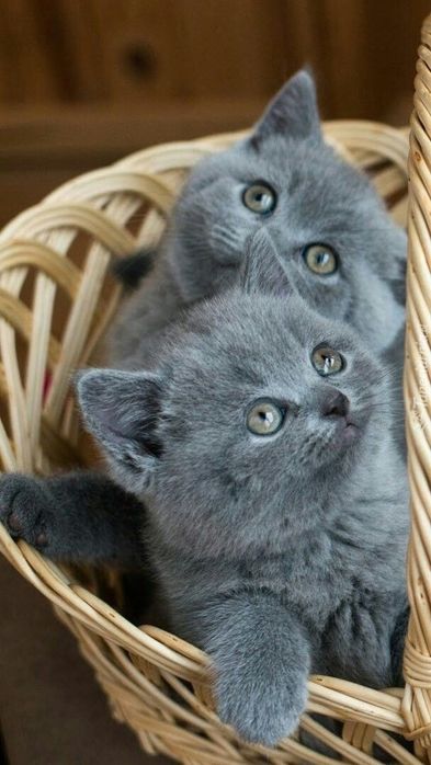 Британские котята бритиш британец котёнок кот кошка котеня