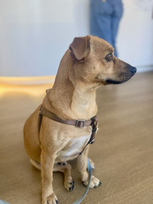 Buddy para adoção responsável