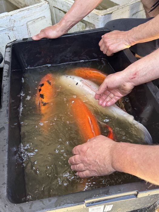 Karp Koi, gigantyczne egzemplarze - hodowla