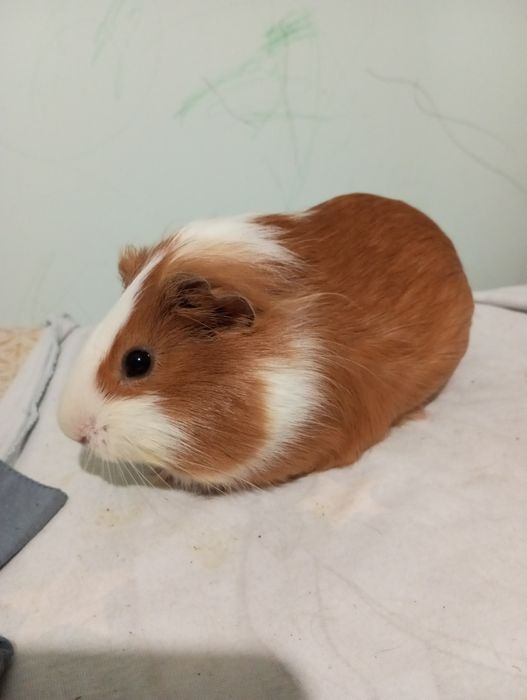 Морська свинка хлопчик