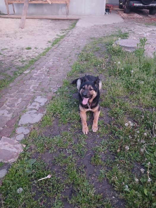 Віддам в добрі руки