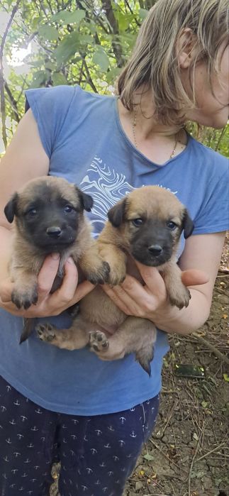 Цкценята для вас ,чудові вірні