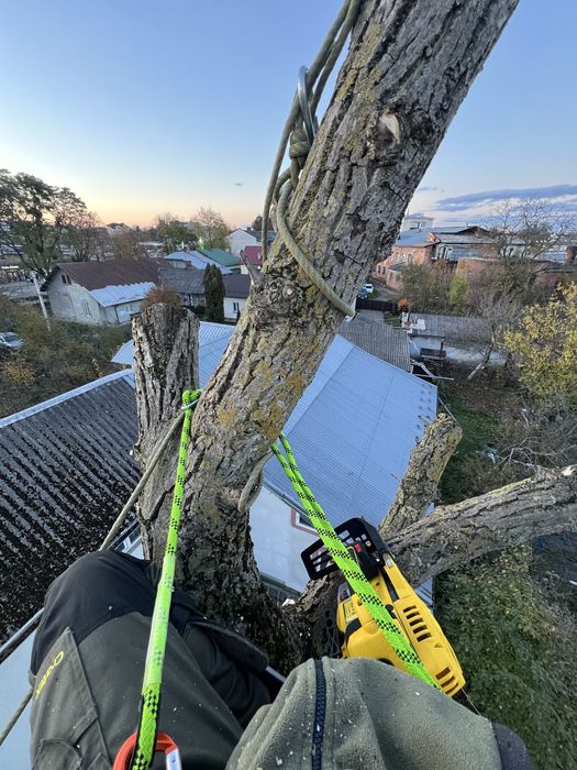 Зрізання дерев, розчистка ділянок