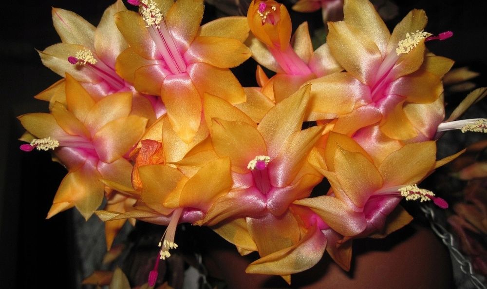 Grudnik żółty sadzonki