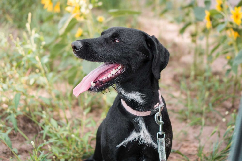 Roczny Dżager szuka domu!