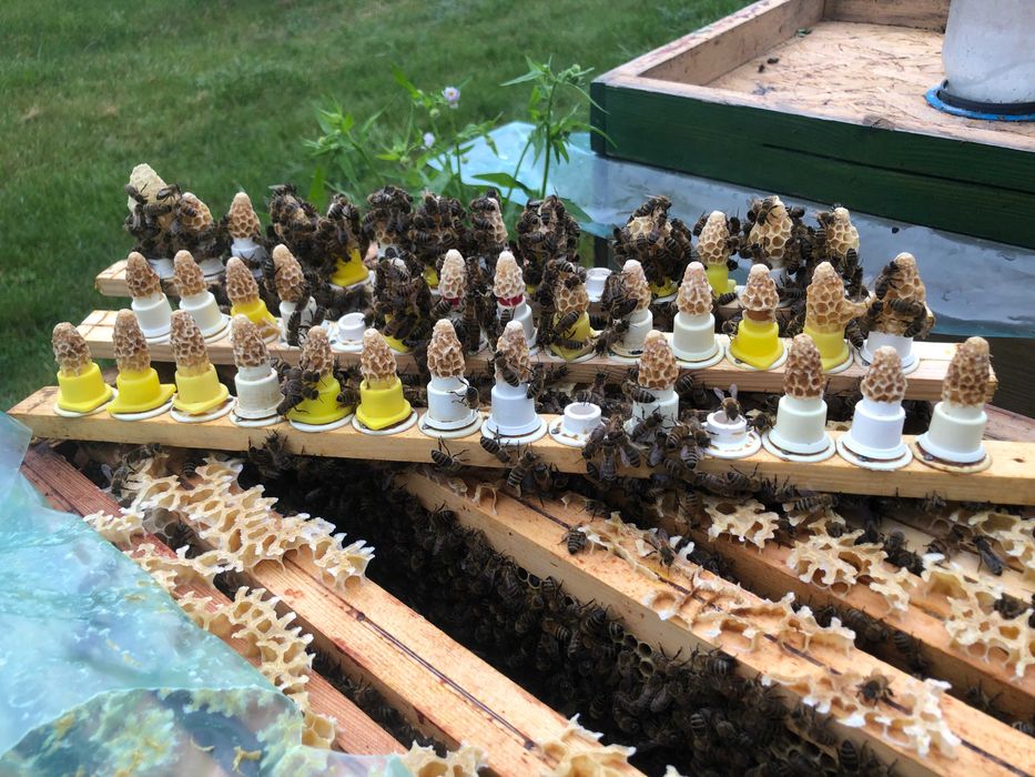 Matki pszczele Krainka Słowenka nieunasiennione