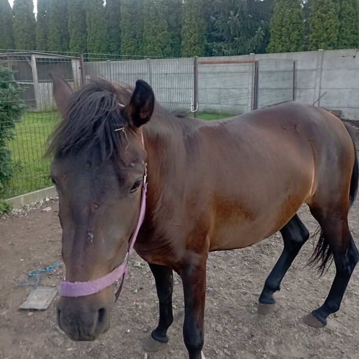 Klaczka Huculska 2 letnia