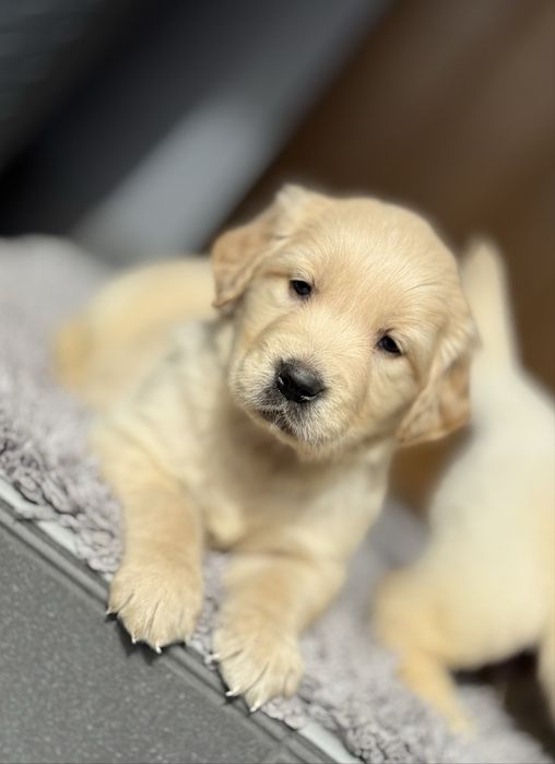Golden Retriever ~ gotowe do rezerwacji ~