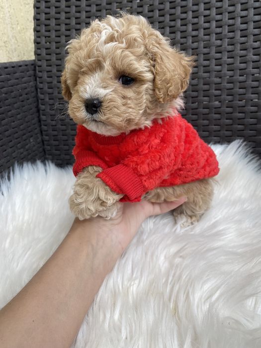 Карамельні маленькі цуцики