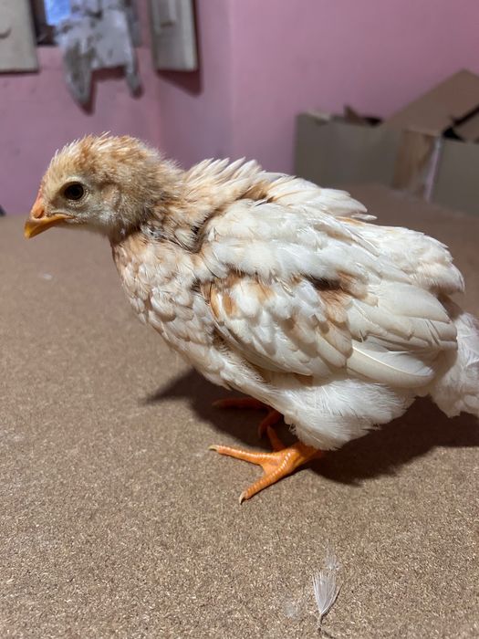 Tenho Poedeira de 3 semana e de 4 semana