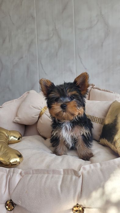 Yorkshire terrier maleńki  piesek z wyprawką