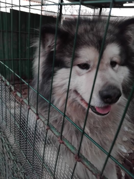 Продам Маламут5000гр