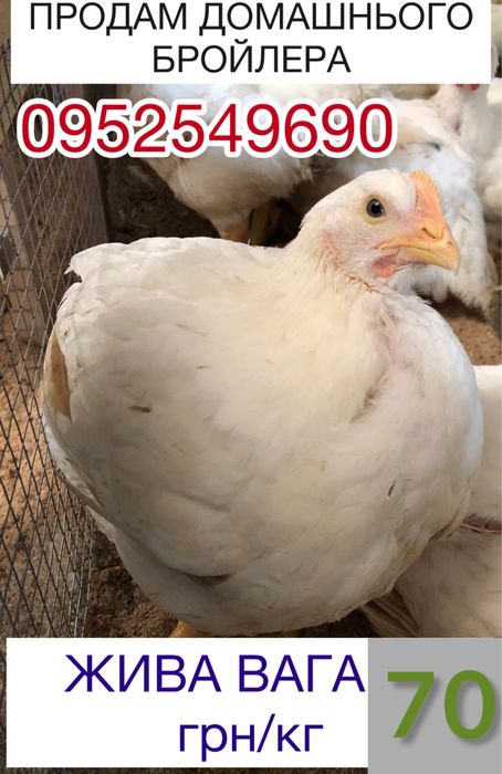Продам бройлер Жива вага